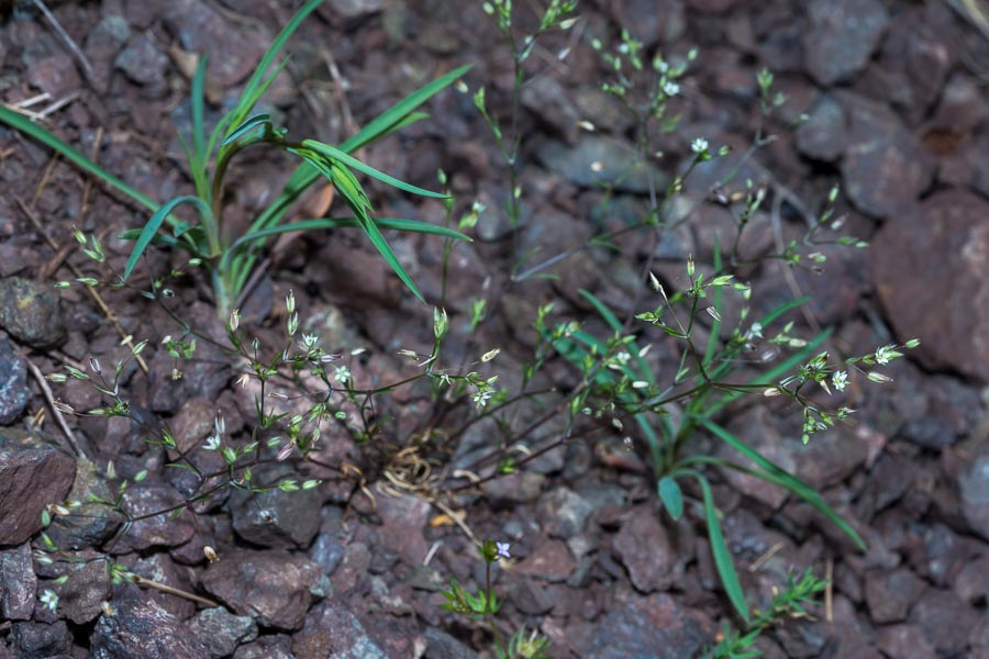Minuartia hybrida ?